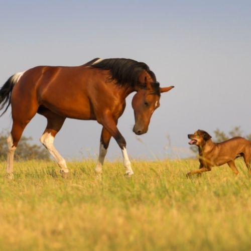 Horse and Dog in Grass Ground