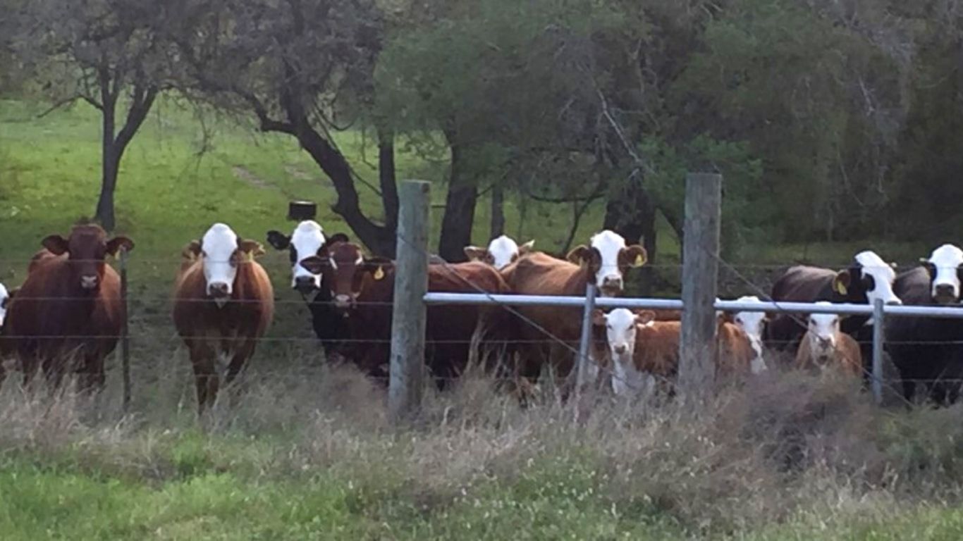 Large Animal Herd Health In Beeville Tx South Texas Veterinary Clinic