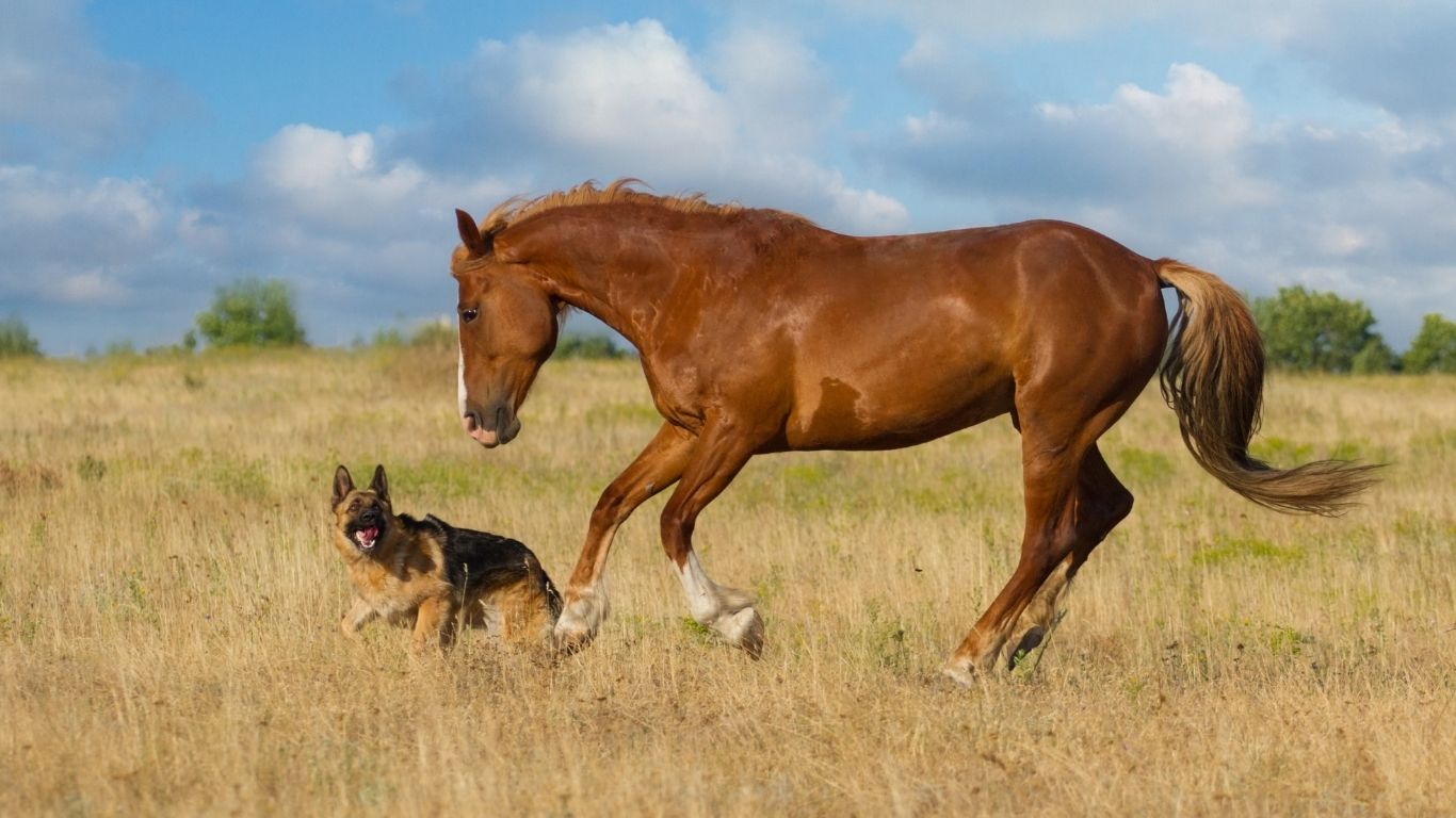 South Texas Vet Clinic - horse and dog plating in field