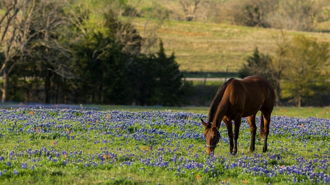 Equine Services In Beeville Tx South Texas Veterinary Clinic