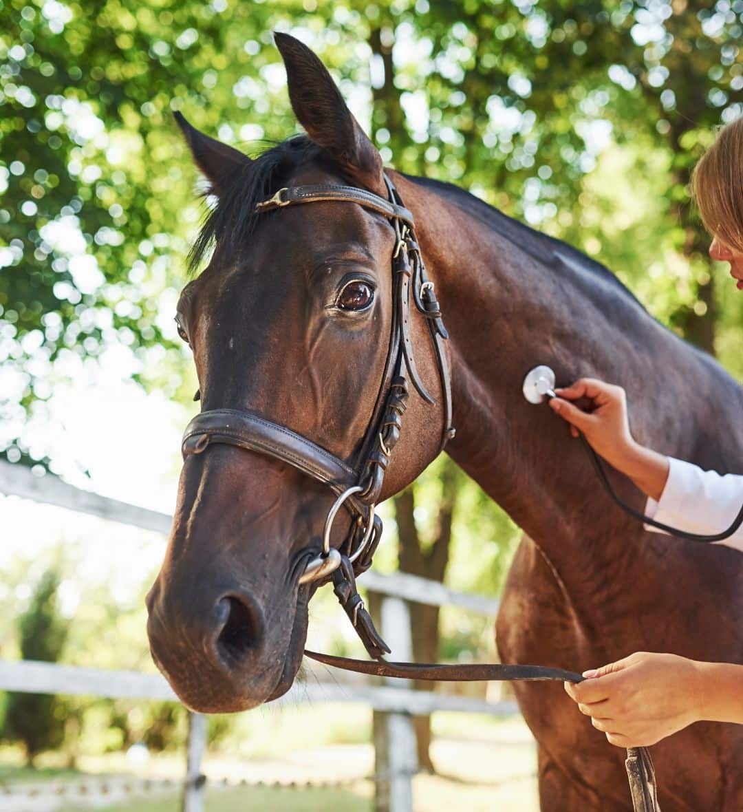 A veterinarian using a stethoscope to check a senior horse