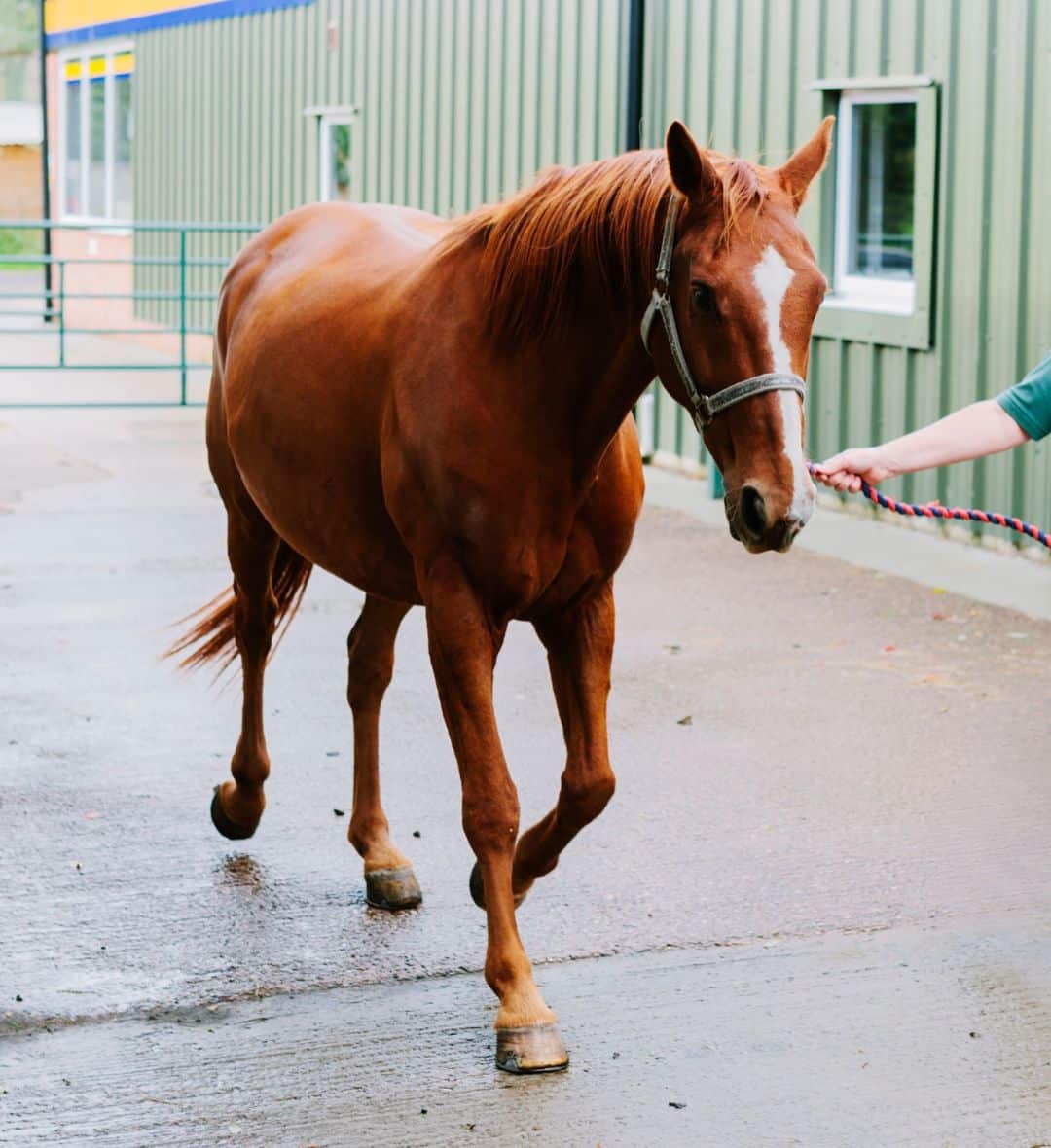 horse walking with a handler outside a barn facility