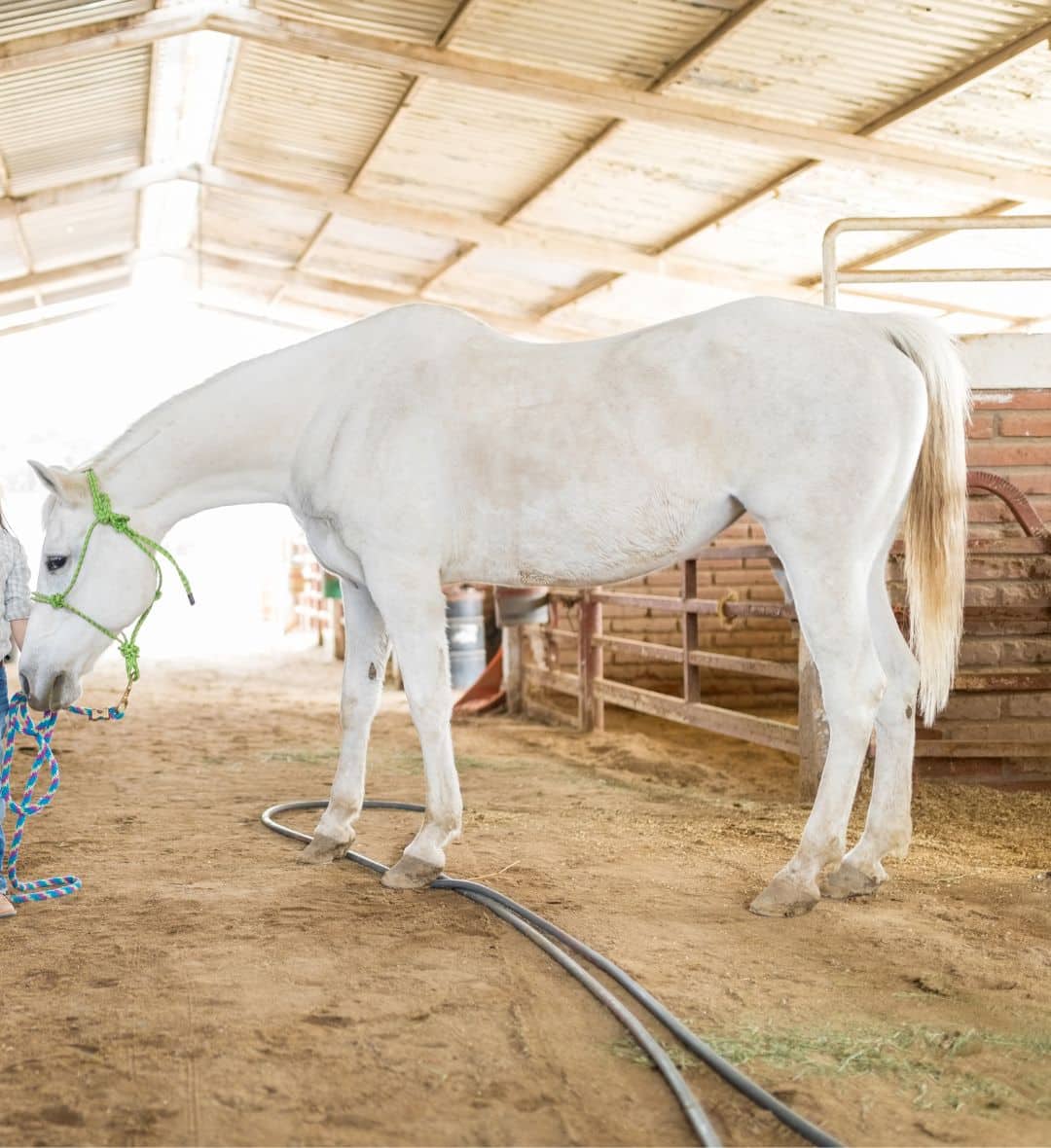 White horse standing quietly for a health check