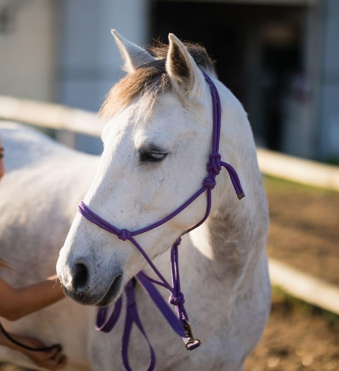 Female vet checking horse