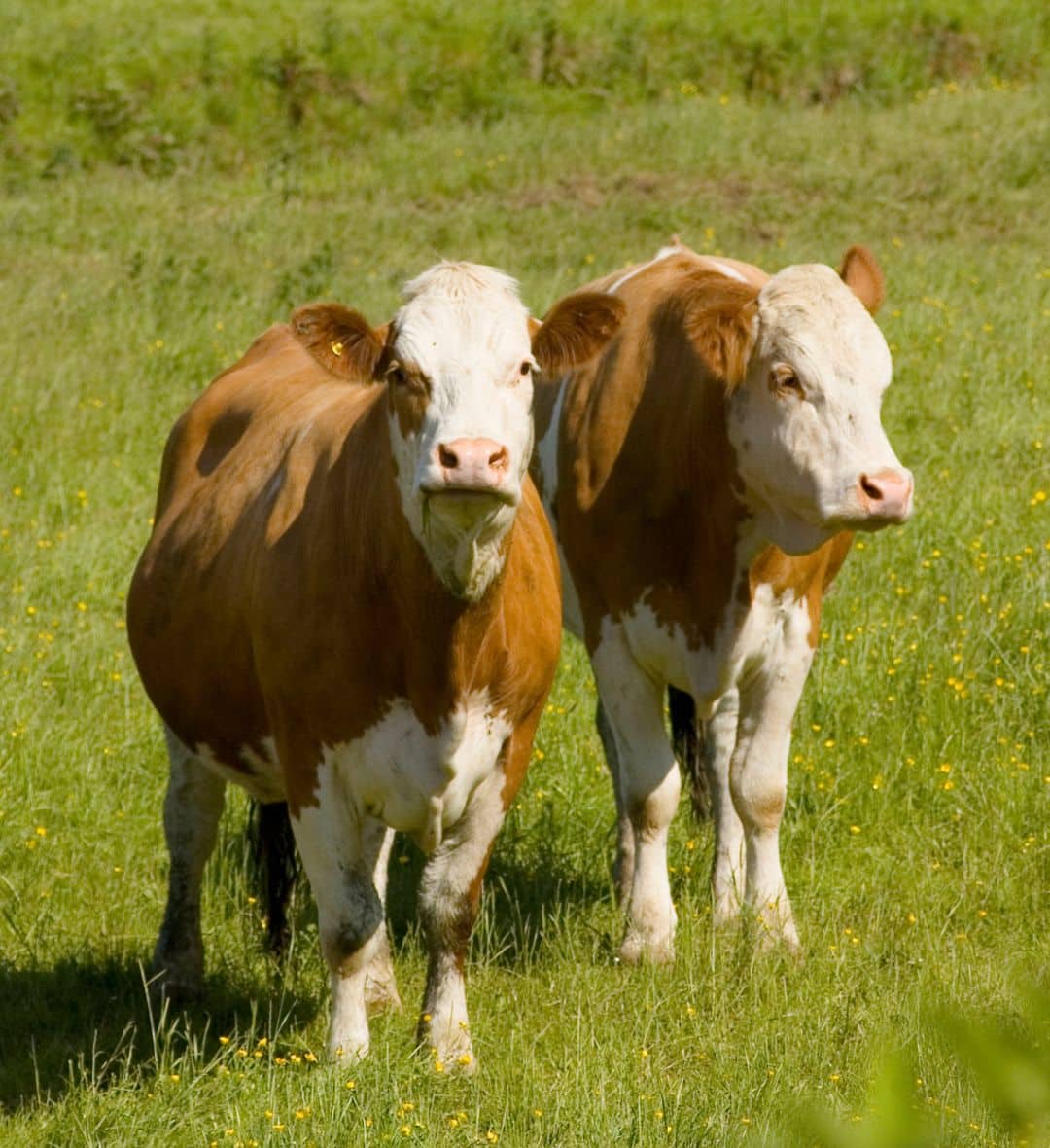 Two beef cattle on ranch pasture
