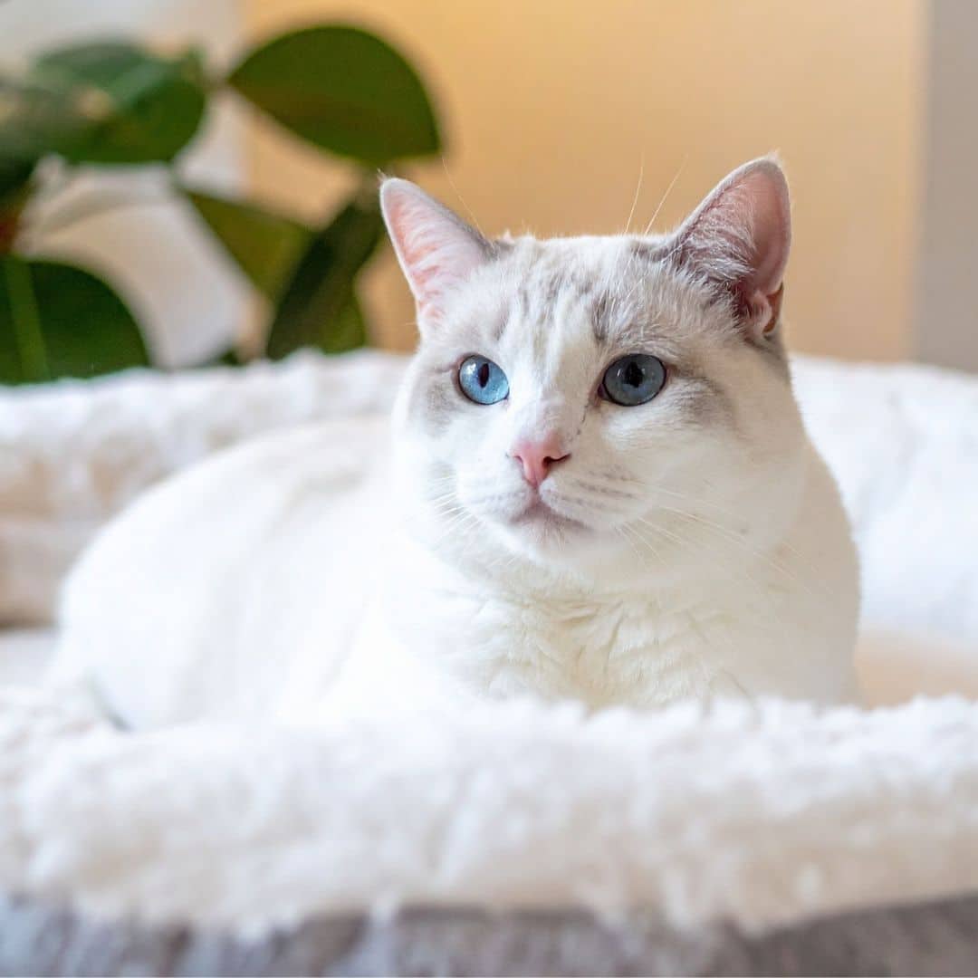 Ragdoll cat resting in a pet bed