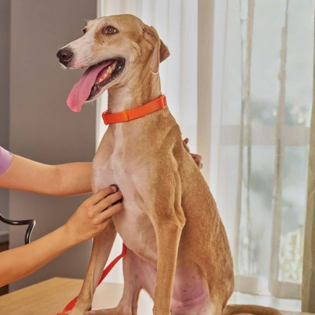 Tan dog receiving a veterinary examination