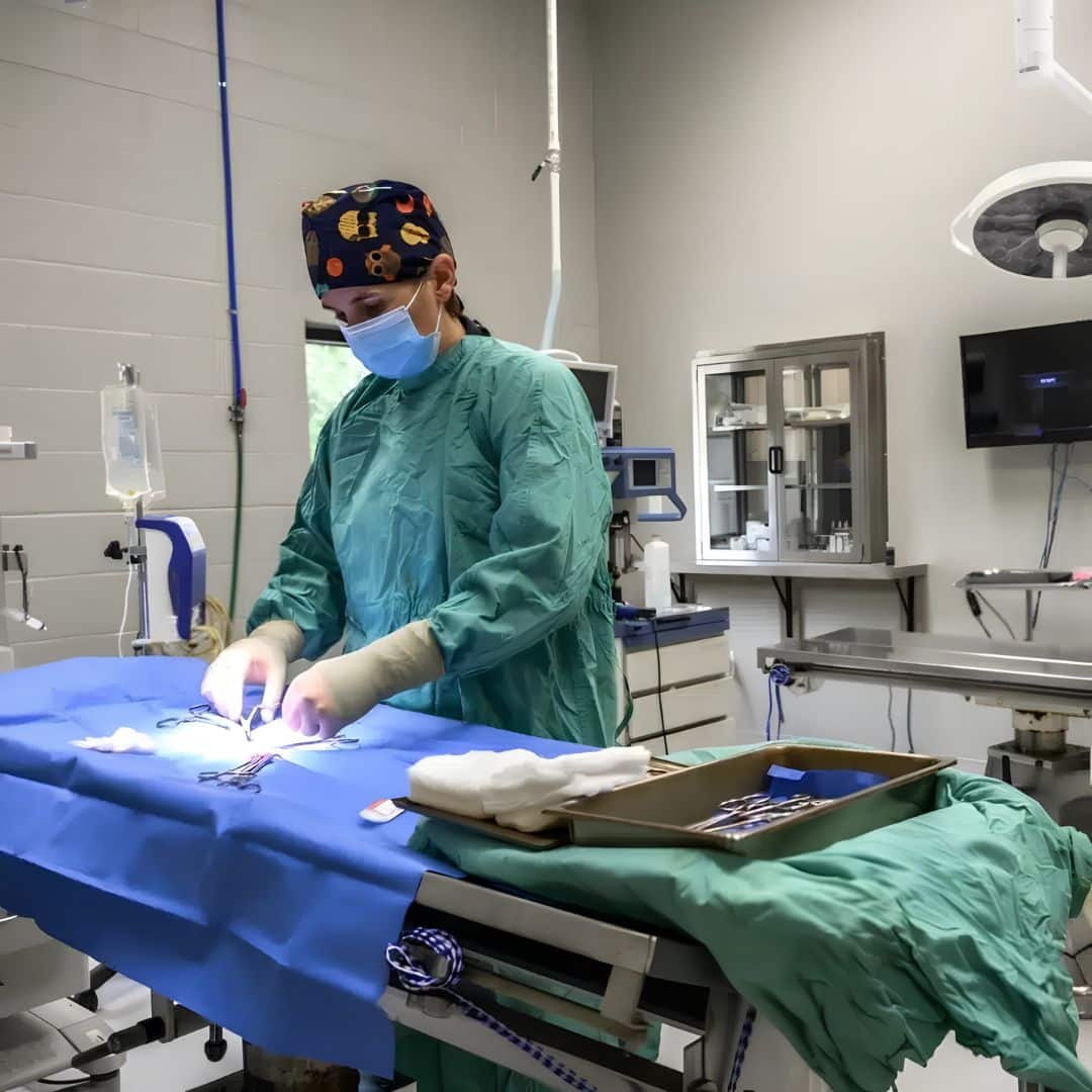 Veterinary surgery in progress inside a clinic operating room