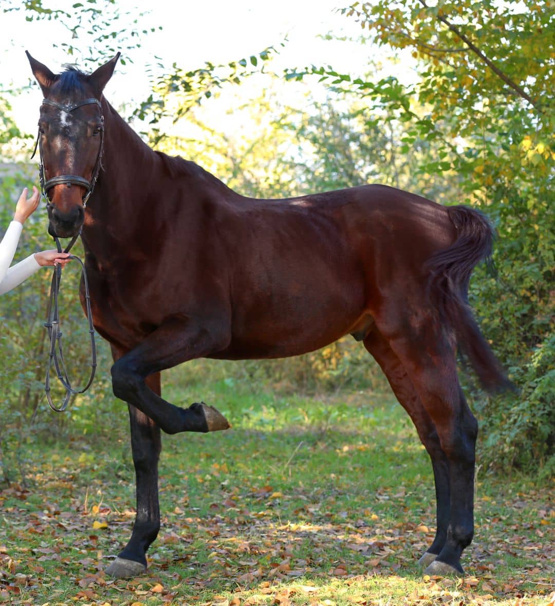 A horse standing with one front leg lifted during a clinical evaluation